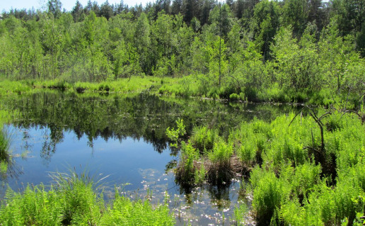 16_Pėsčiųjų pažintinis takas Bijotų-Širvinto miškai (3).jpg